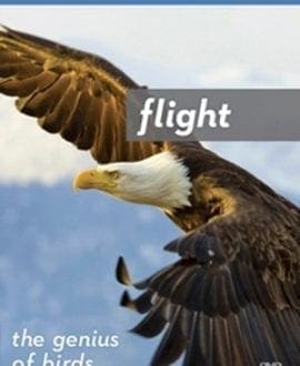Flight: The Genius of Birds | Blu-Ray  | Illustra Media