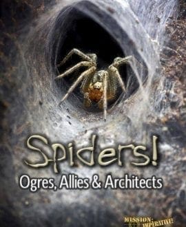 Spiders! Ogres, Allies & Architects