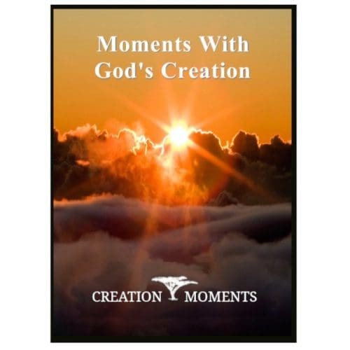 Moment with God's Creation 1 DVD