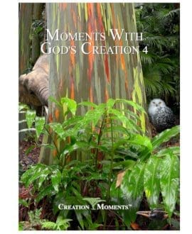 Moments with God's Creation 4 DVD