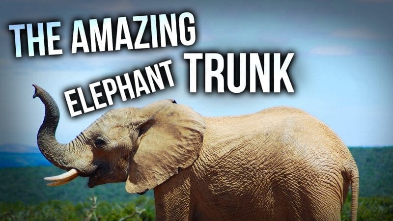 The Amazing Elephant Trunk