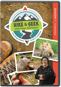 Hike & Seek - Tracking Down God's Creation DVD | AIG