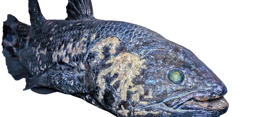 The Wollemi Pine and the Coelacanth Fish - Two Living Fossil Examples -by David Rives