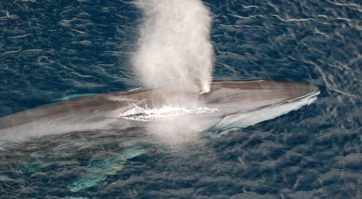 Fin Whale