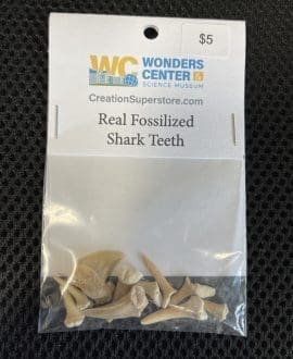 Real Fossilized Shark Teeth