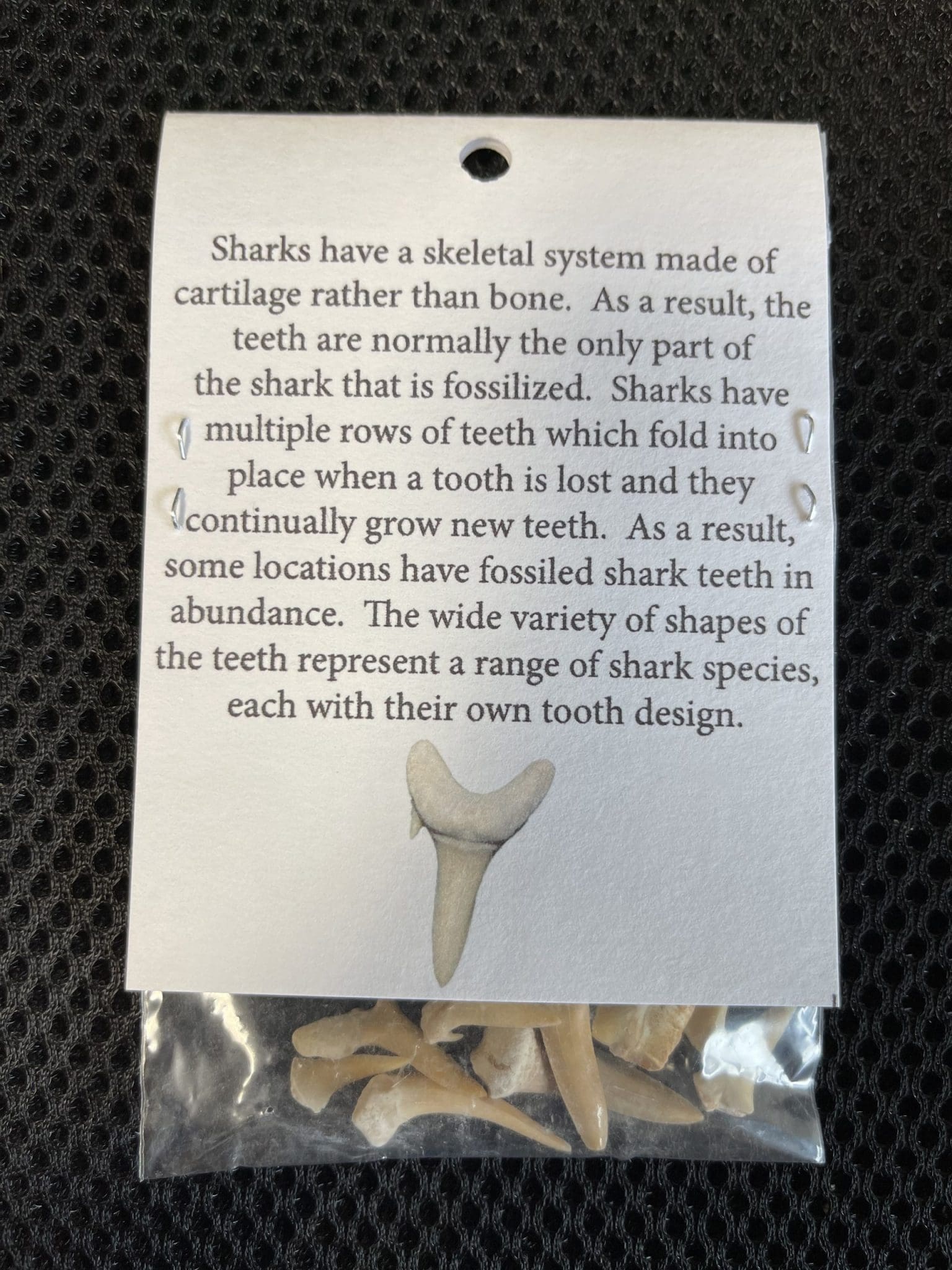 Real Fossilized Shark Teeth