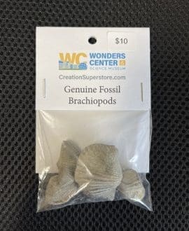 Genuine Fossil Brachiopods