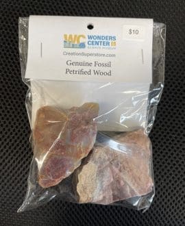 Genuine Fossil Petrified Wood