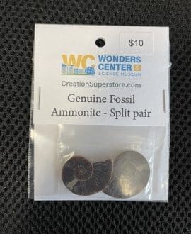 Genuine Fossil Ammonite - Split Pair