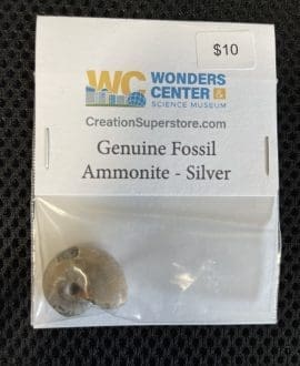 Genuine Fossil Ammonite - Silver