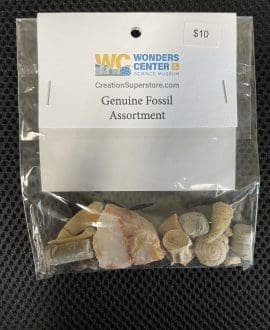 Genuine Fossil Assortment