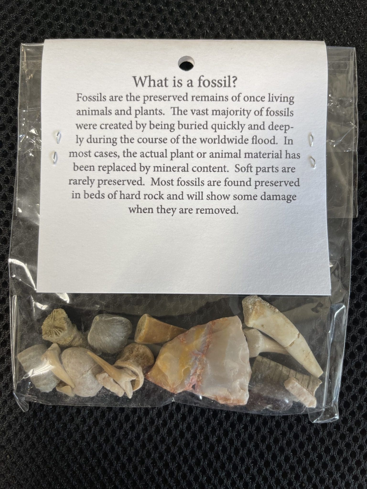 Genuine Fossil Assortment