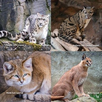 God Created Cats 5