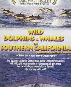 Wild Dolphins and Whales of Southern California 1