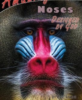 Amazing Noses Designed by God