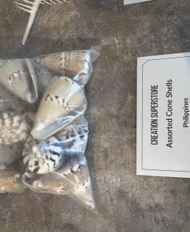 Assorted Cone Shells