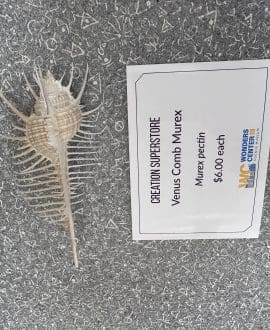 Venus Comb Murex