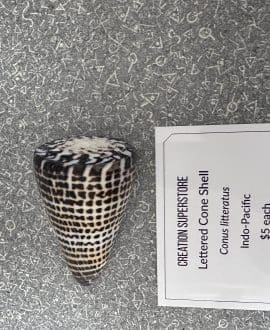 Lettered Cone Shell